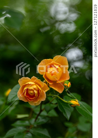 May rose, close-up material May rose, close-up material 127121819