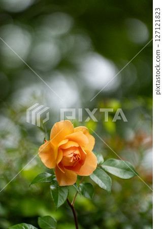 May rose, close-up material 127121823