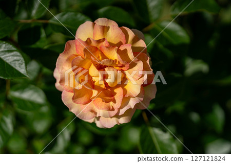 May rose, close-up material 127121824
