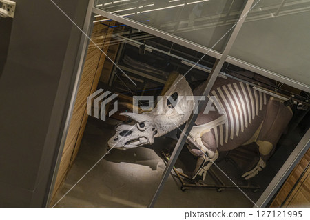 Dinosaur Museum 127121995