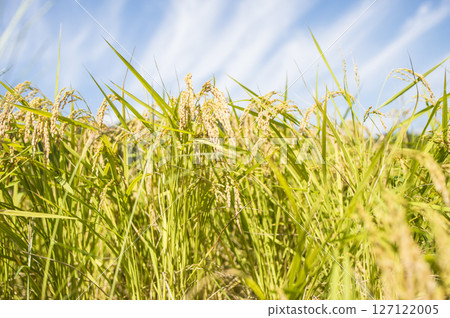 收穫前的金黃稻穗 收穫前的金黃稻穗 127122005