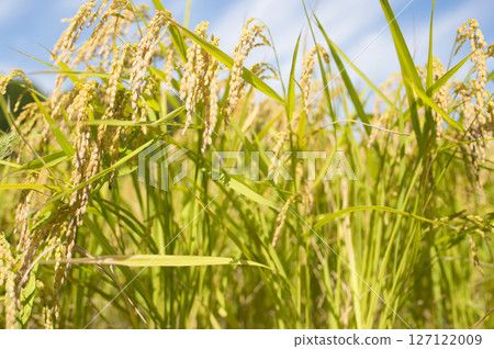 Golden ears of rice before harvest 127122009