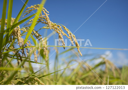 Golden ears of rice before harvest 127122013