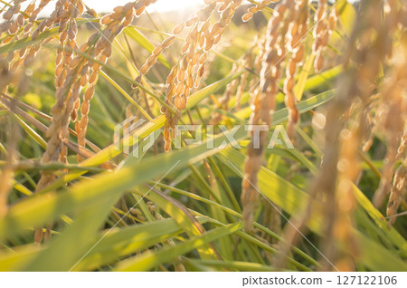 Golden ears of rice before harvest Golden ears of rice before harvest 127122106