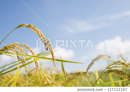 Golden ears of rice before harvest Golden ears of rice before harvest 127122107