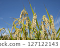 收穫前的金黃稻穗 127122143