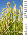 收穫前的金黃稻穗 127122145