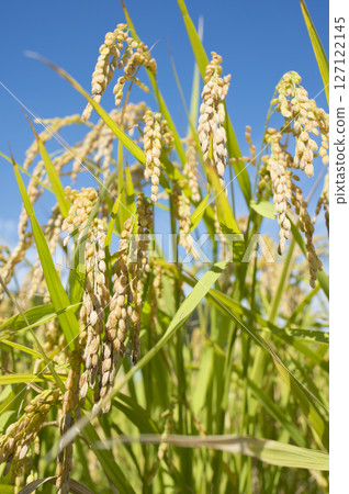 Golden ears of rice before harvest Golden ears of rice before harvest 127122145