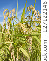 收穫前的金黃稻穗 127122146