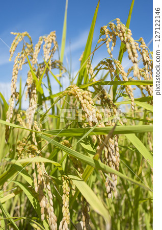 Golden ears of rice before harvest Golden ears of rice before harvest 127122146