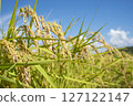 收穫前的金黃稻穗 127122147