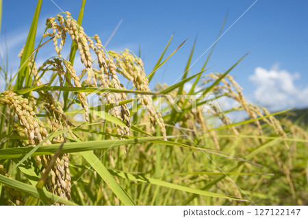 Golden ears of rice before harvest 127122147