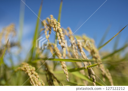 Golden ears of rice before harvest Golden ears of rice before harvest 127122212