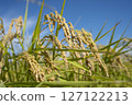 收穫前的金黃稻穗 127122213