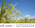 收穫前的金黃稻穗 127122214
