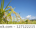 收穫前的金黃稻穗 127122215