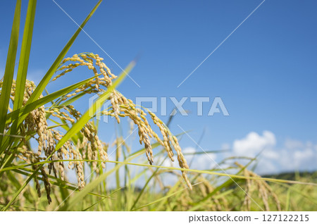 Golden ears of rice before harvest Golden ears of rice before harvest 127122215