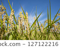收穫前的金黃稻穗 127122216