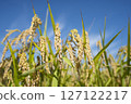 收穫前的金黃稻穗 127122217