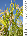 收穫前的金黃稻穗 127122218