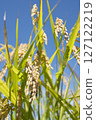 收穫前的金黃稻穗 127122219