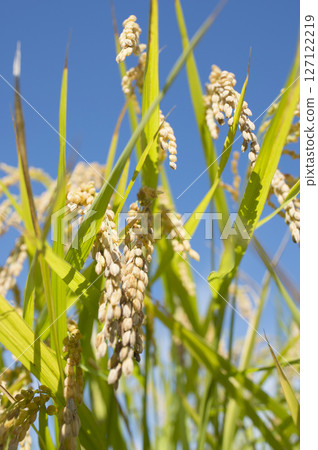 Golden ears of rice before harvest Golden ears of rice before harvest 127122219