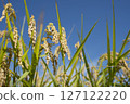 收穫前的金黃稻穗 127122220