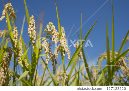 Golden ears of rice before harvest 127122220
