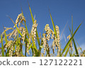 收穫前的金黃稻穗 127122221