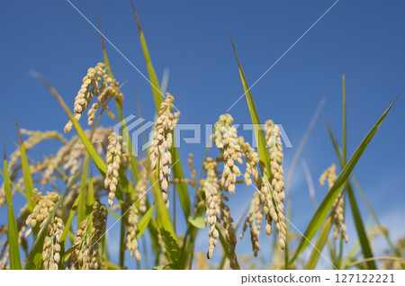 Golden ears of rice before harvest Golden ears of rice before harvest 127122221