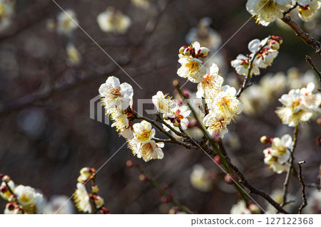 plum	 127122368