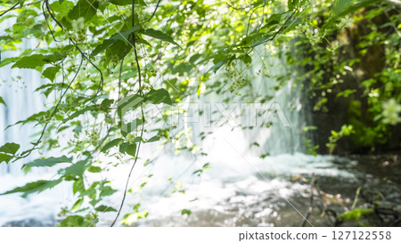 陽光透過樹木的縫隙灑進森林清澈的溪流－大山木澤溪 127122558