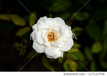 May Rose, Massilona Iceberg May Rose, Massilona Iceberg 127122709