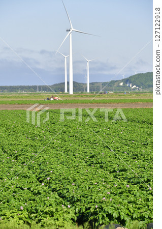 初夏在北海道江差拍攝馬鈴薯田 初夏在北海道江差拍攝馬鈴薯田 127122918