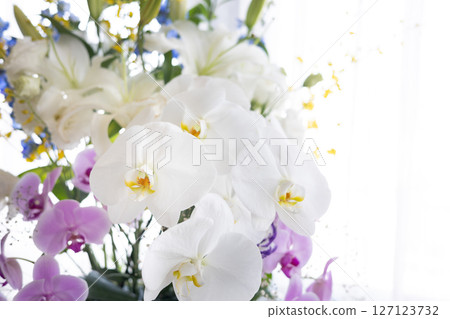 Flower arrangement: Phalaenopsis orchid 4 127123732
