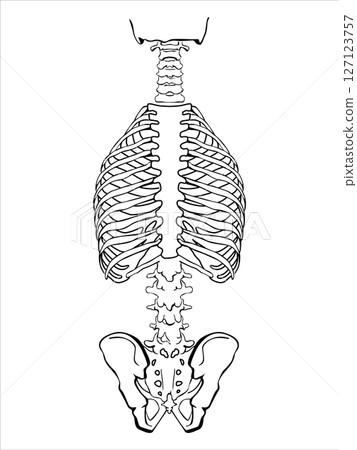 A human spine on a white background. The structure of the human spinal column. Correct posture of the musculoskeletal system. World Spine Day in October. 127123757