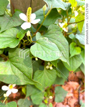 White flower Houttuynia cordata 127123780