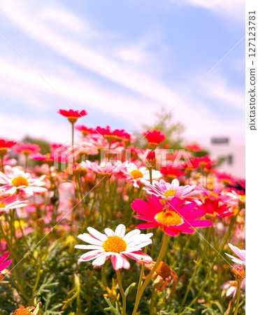 Brilliant flowers Brilliant flowers 127123781