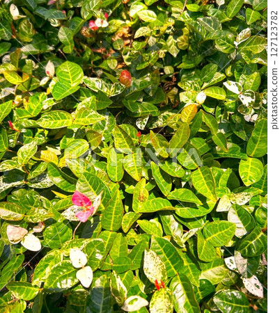 Vivid snow vine Vivid snow vine 127123782