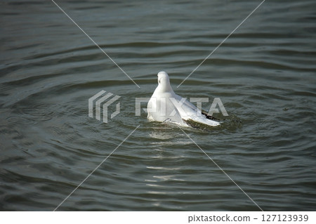 荒尾市港野生鳥類， 127123939