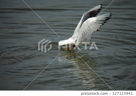 Arao City Port Wild Birds, 127123941