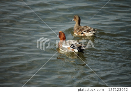 Arao City Port Wild Birds, 127123952