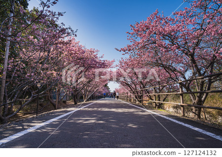Kawazu cherry blossoms at Hamaoka Sand Dunes in Omaezaki City (Shizuoka Prefecture) 127124132
