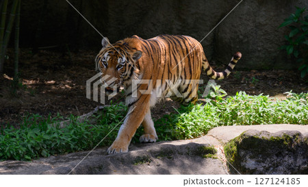 Walking tiger Walking tiger 127124185