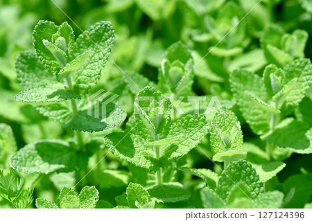 蘋果薄荷 蘋果薄荷 127124396