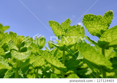 蘋果薄荷 127124403