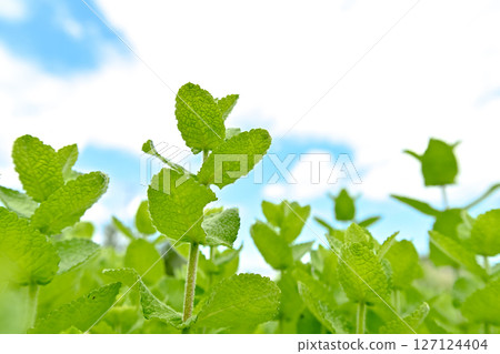 蘋果薄荷 127124404