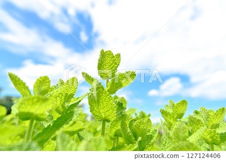 蘋果薄荷 127124406