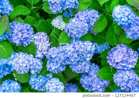 Blue and lilac hydrangea flowers in bloom with green leaves, Bergen, Norway 127124487