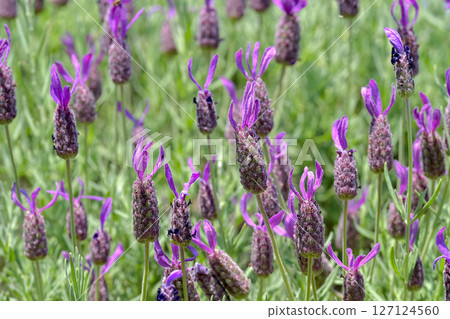  法國薰衣草 127124560